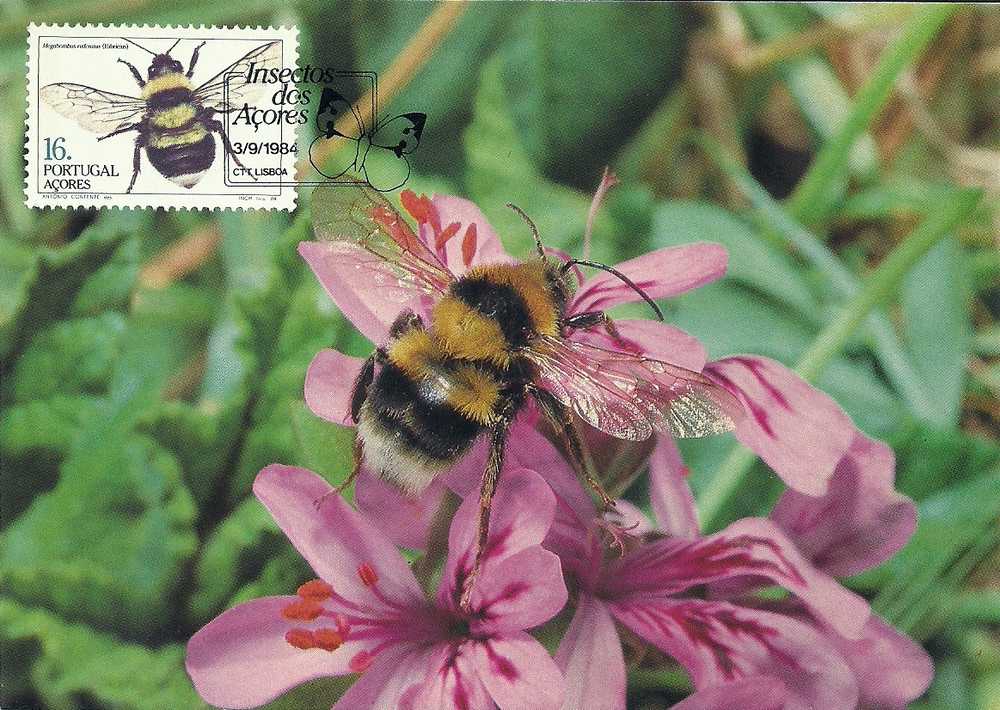 Portugal Azores 1984  Maximum Card Carte Tarjeta Maxima Insects 1st Group Insectos  1ºG Açores  BPA 31 - Abeilles