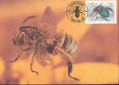 NAMIBIE CARTE MAXIMUM NUM.YVERT 564 INSECTES UTILES - Namibie (1990- ...)