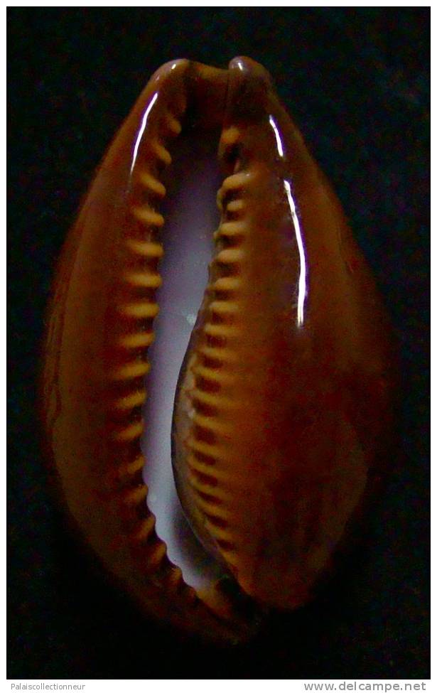 N°2897 // CYPRAEA  ONYX  ADUSTA   " VARIETE "  " ZANZIBAR "  //   F+++  :   44mm  //  PEU COURANTE . - Seashells & Snail-shells