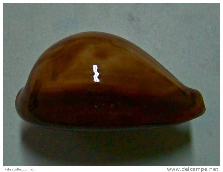 N°2899 // CYPRAEA  ONYX  ADUSTA   " VARIETE "  " ZANZIBAR "  //   F++  :   GROSSE : 45,4mm  //  PEU COURANTE . - Seashells & Snail-shells