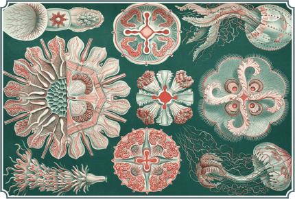 Mint Illustrateur Animal Facaleph Acalephe Aurelia Jelly Fish Medusa Seajelly Card 0625 - Fish & Shellfish