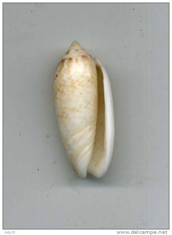 - COQUILLAGE . OLIVA ... ENV. 40mm - Seashells & Snail-shells