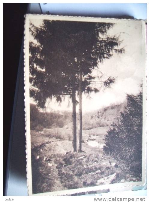 België Belgique Auby Sur Semois Natuur - Bertrix