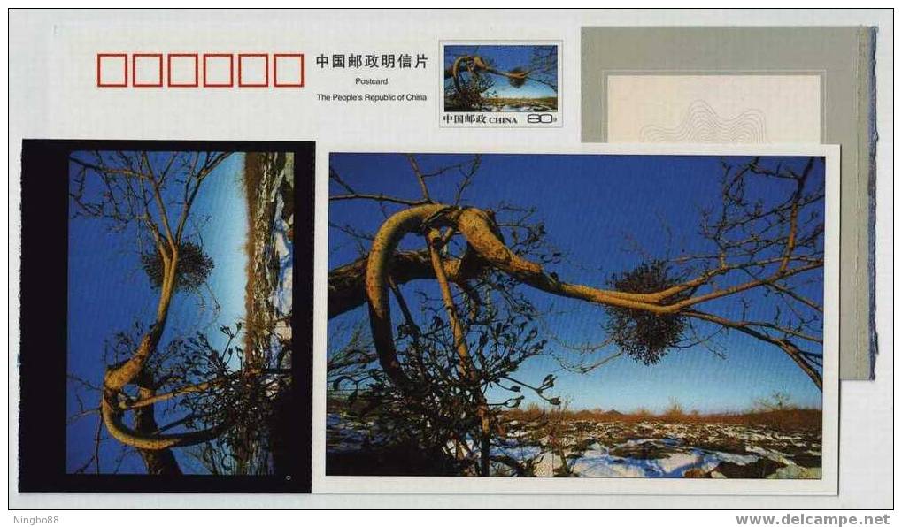 Holly Tree Near The Volcano,CN 07 Wudalianchi World Geopark Volcanic Tourism Area Pre-stamped Card - Volcans