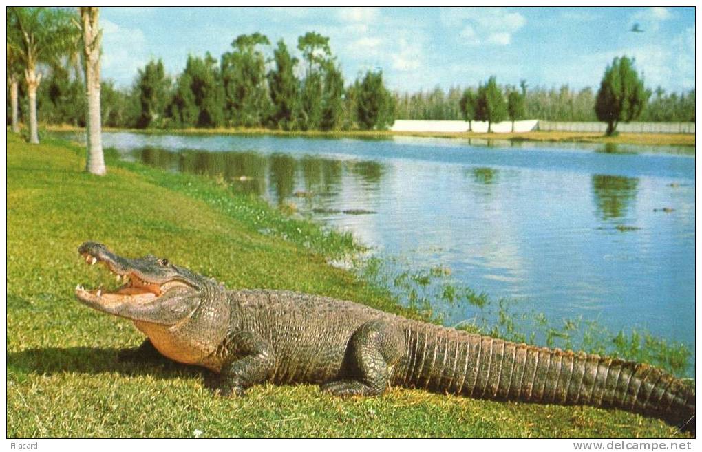 6979    Stati  Uniti   Florida  Alligator  VG  1968 - Orlando