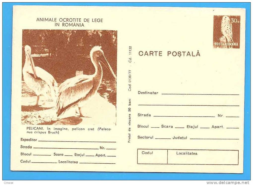 ROMANIA Postal Stationery Postcard 1977. Bird  Pelican Pelecanus Crispus - Pelikane