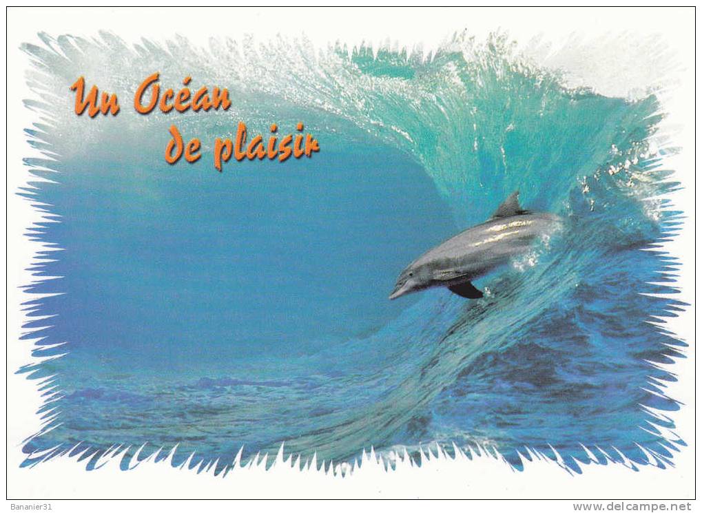 Collection DAUPHIN à Petit Prix ! - Dauphins