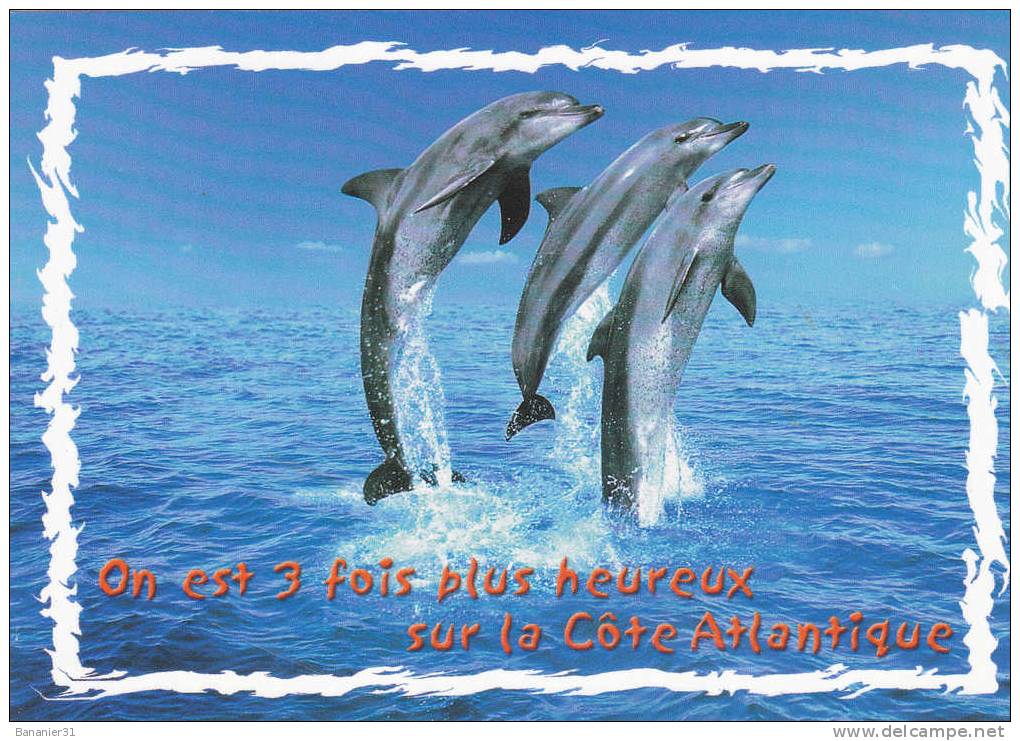 Collection DAUPHIN à Petit Prix ! - Dauphins