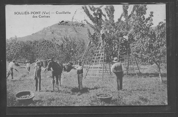 83 // SOLLIES PONT - Cueillette Des Cerises, ANIMEE - Sollies Pont