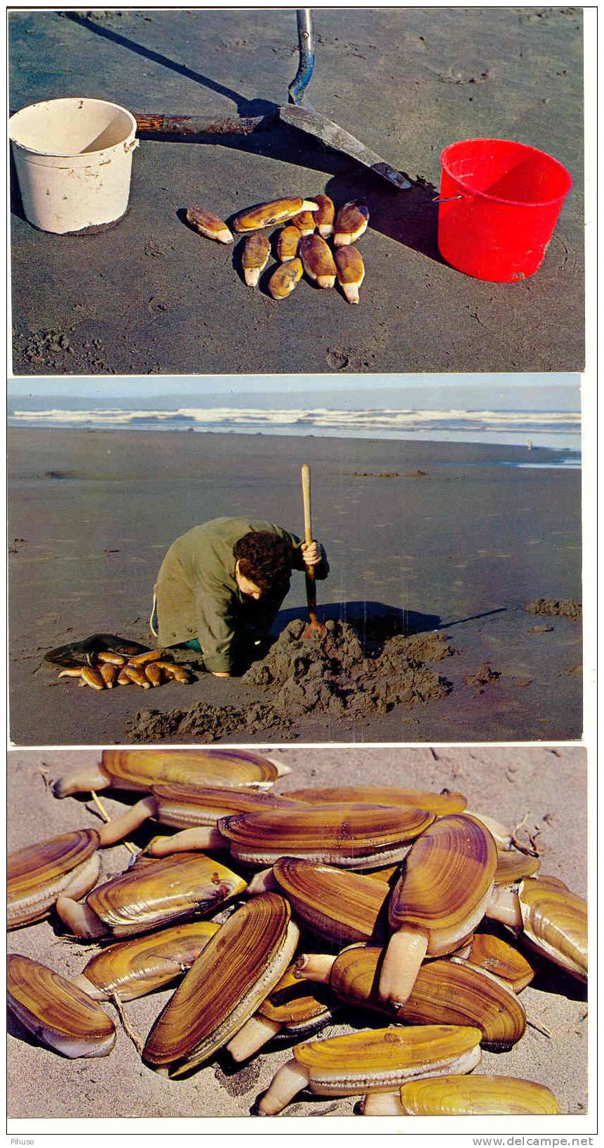 3 Postcards With Pacific RAZOR CLAMS - Fish & Shellfish
