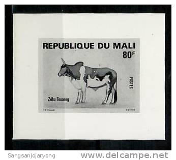 Photo Essay, Mali Sc414 Cow, Cattle - Vaches