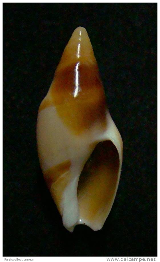 N°2962 //  AMALDA  FUSCOLINGUA   " Nelle-CALEDONIE " // GEM :  27,3mm //  TRES RARE  . - Seashells & Snail-shells