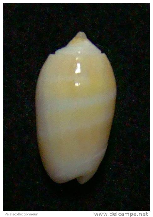 N°3011 // OLIVA  CARNEOLA  BIZONALIS  " Nelle-CALEDONIE "  //  GEM :  15mm //  PEU COURANTE . - Seashells & Snail-shells