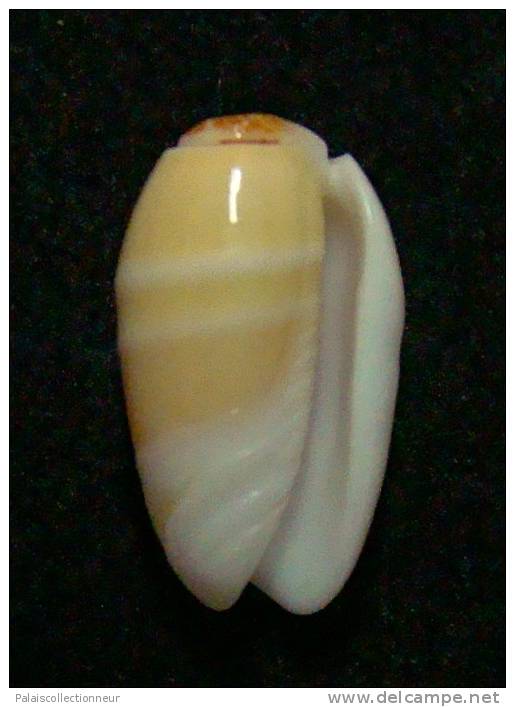 N°3012 // OLIVA  CARNEOLA  BIZONALIS  " Nelle-CALEDONIE "  //  F++ :  15,3mm //  PEU COURANTE . - Coquillages