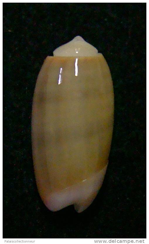 N°3028 // OLIVA  CARNEOLA  TRICHROMA  " Nelle-CALEDONIE "  //  GEM :  15,4mm // ASSEZ  RARE . - Coquillages