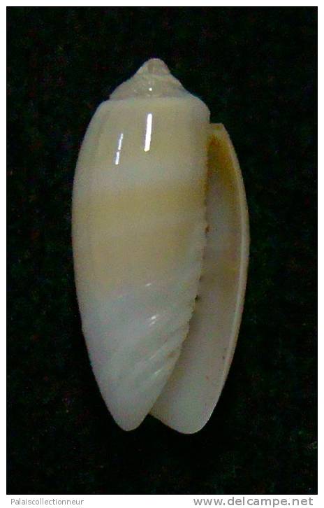 N°3036 // OLIVA  CARNEOLA  UNIZONALIS  " Nelle-CALEDONIE "  //  GEM :  13mm // ASSEZ  RARE . - Seashells & Snail-shells