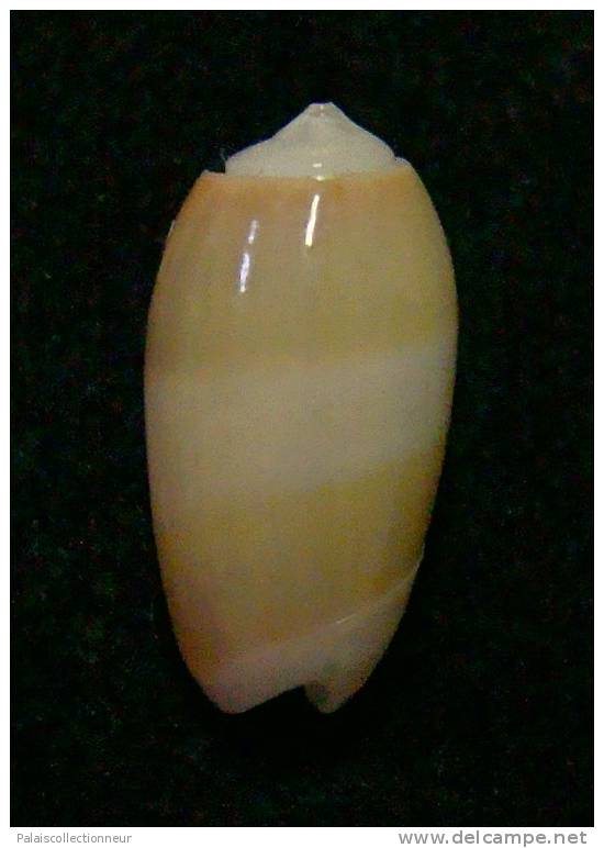 N°3037 // OLIVA  CARNEOLA  UNIZONALIS  " Nelle-CALEDONIE "  //  GEM :  14,1mm // ASSEZ  RARE . - Seashells & Snail-shells