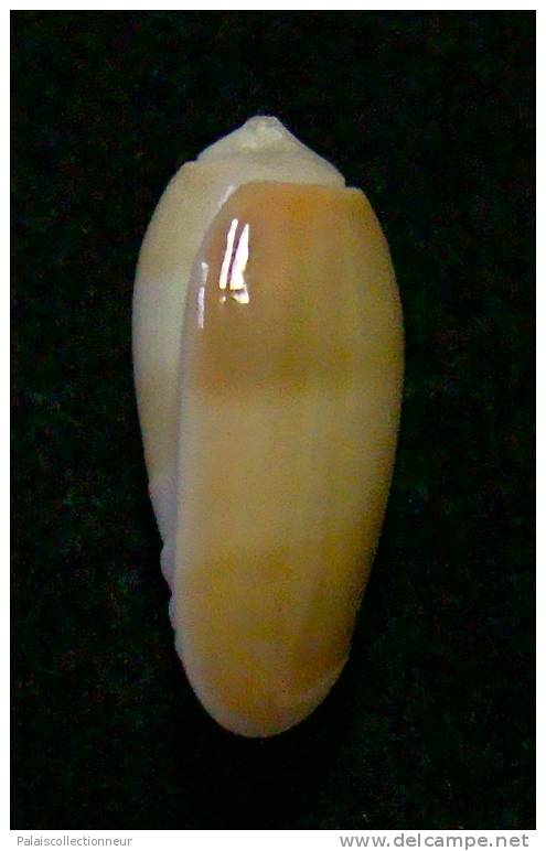 N°3037 // OLIVA  CARNEOLA  UNIZONALIS  " Nelle-CALEDONIE "  //  GEM :  14,1mm // ASSEZ  RARE . - Coquillages