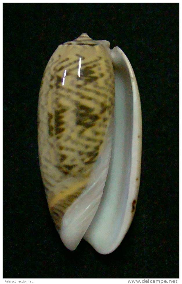 N°3046 // OLIVA  ELEGANS  " Nelle-CALEDONIE "  //  F++/F+++ :   38,5mm //   RARE . - Coquillages