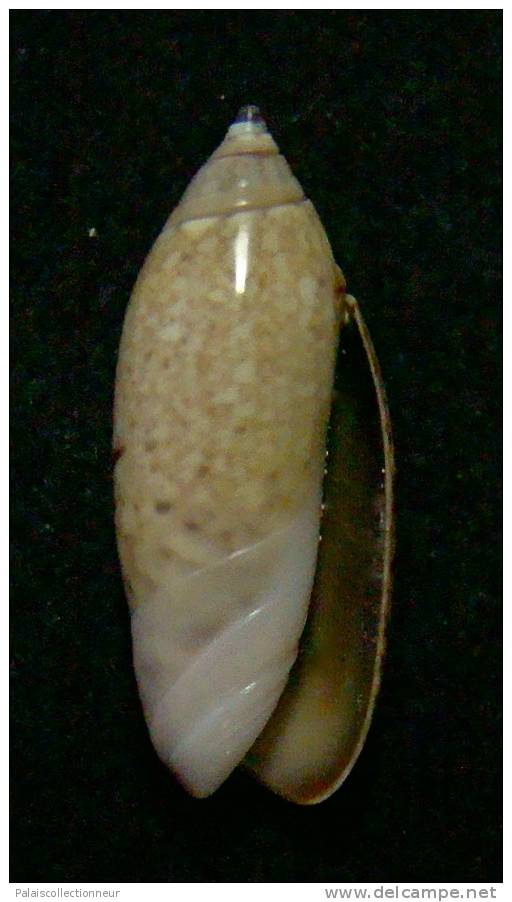 N°3055 // OLIVA  LONGISPIRA  " VANUATU "  //  F+++ :  23mm //  ASSEZ RARE . - Seashells & Snail-shells