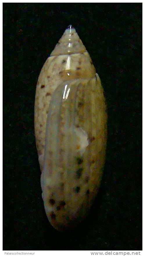 N°3060 // OLIVA  LONGISPIRA  " VANUATU "  //  F+++ :  24,2mm //  ASSEZ RARE . - Coquillages