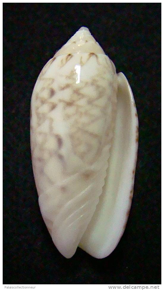 N°3080 // OLIVA  RETICULARIS  ERNESTI    " PANAMA "  //  GEM : 28,8mm // ASSEZ RARE . - Seashells & Snail-shells