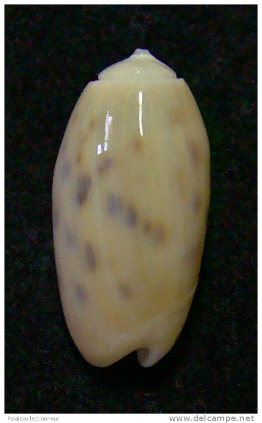 N°3085 // OLIVA  TESSELLATA  " Nelle-CALEDONIE "  //  GEM :  19,9mm // ASSEZ RARE . - Seashells & Snail-shells