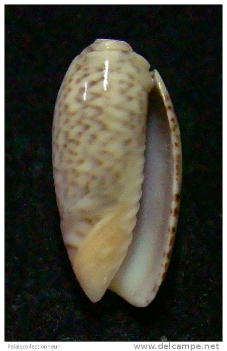 N°3094 // OLIVA  SP. ?  " Nelle-CALEDONIE "  //  F++ : 16,2mm //  ASSEZ RARE . - Seashells & Snail-shells