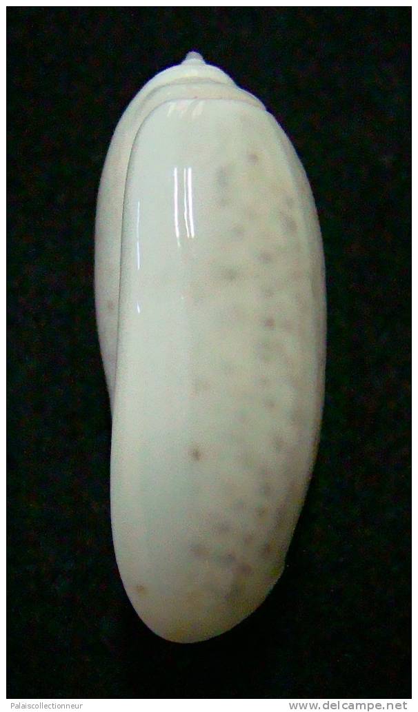 N°3109 // OLIVA  OLIVA  STELLATA  " MADAGASCAR "  //  GEM :  GEANTE : 32,6mm //  ASSEZ RARE . - Seashells & Snail-shells