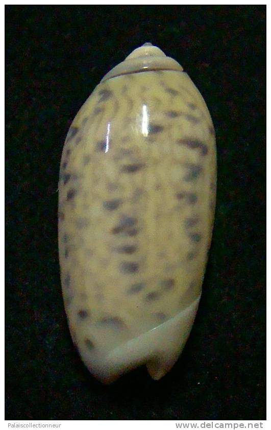 N°3110 // OLIVA  TIGRIDELLA  STELLATA " INDONESIE "  //  GEM :  25,7mm //  PEU COURANTE . - Conchiglie