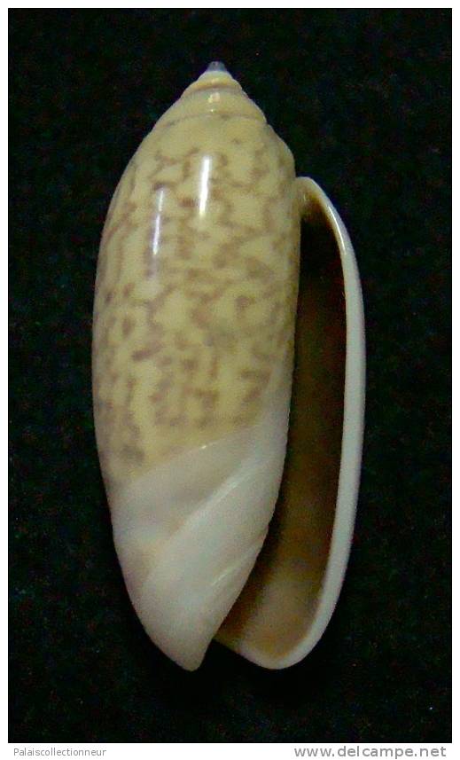 N°3111 // OLIVA  TIGRIDELLA  STELLATA " INDONESIE "  //  GEM :  26,1mm //  PEU COURANTE . - Conchiglie