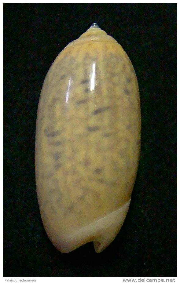 N°3114 // OLIVA  TIGRIDELLA  STELLATA  GOLDEN " INDONESIE "  //  GEM :  29mm //  PEU COURANTE . - Seashells & Snail-shells