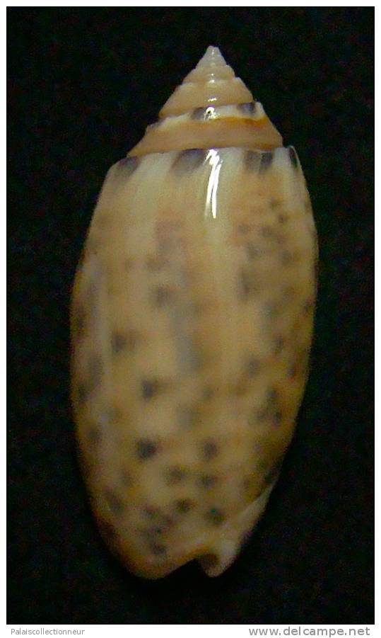 N°3186 // OLIVA ANNULATA AMETHYSTINA  " Nelle-CALEDONIE " // F+++/GEM :  40,3mm // ASSEZ RARE . - Seashells & Snail-shells
