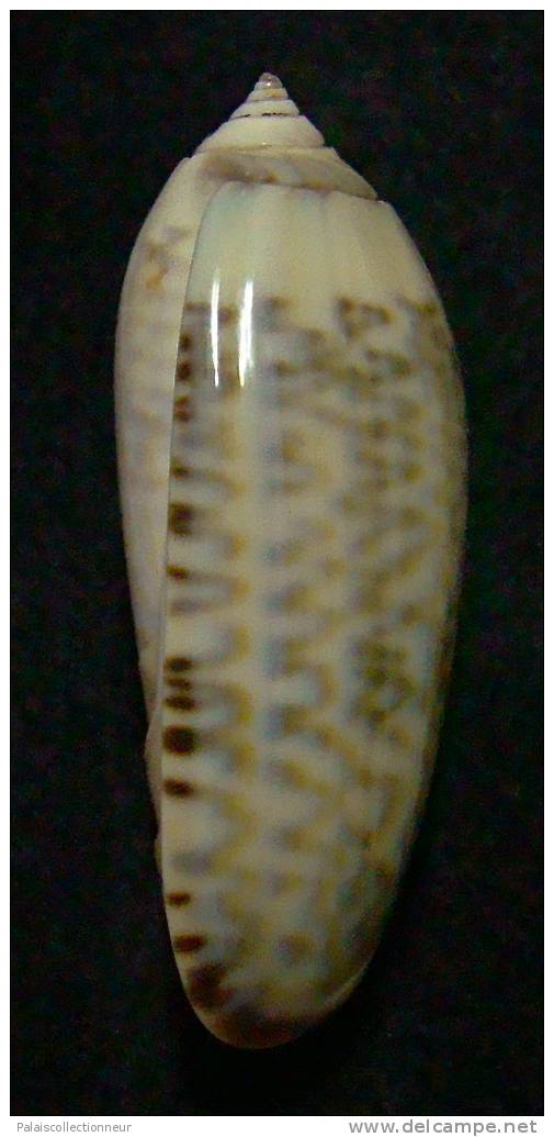 N°3228 // OLIVA CONCINNA  KREMERORUM  " VANUATU " //  GEM : 46,9mm //  ASSEZ RARE . - Seashells & Snail-shells