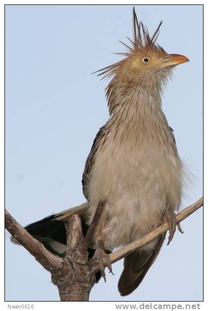 Cuckoo Bird        , Postal Stationery -Articles Postaux  (A42-12) - Koekoeken En Toerako's