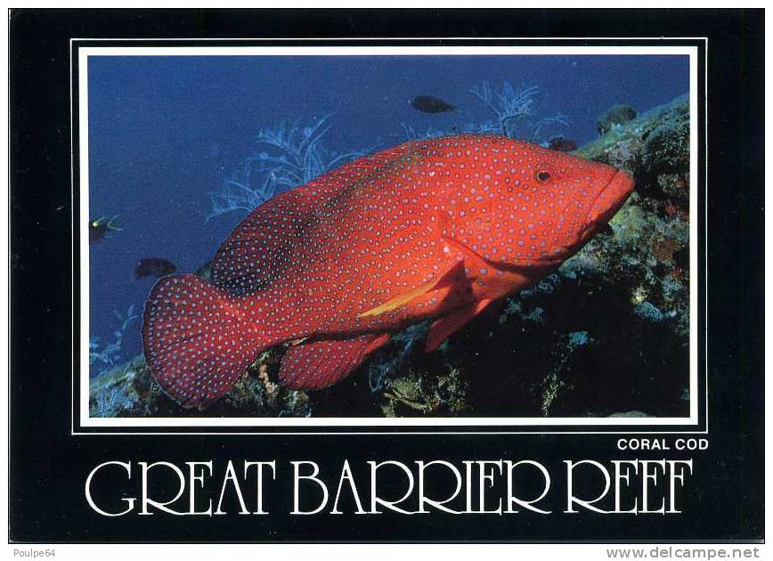 CPM - The Great Barrier Reef (Austalie) - Coral Cod - Fish & Shellfish