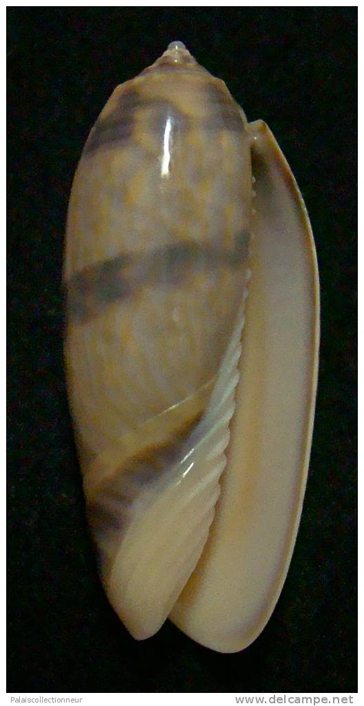 N°3261 // OLIVA MINIACEA "VARIETE"  " Nelle-CALEDONIE " //  GEM : 39,2mm // PEU COURANTE . - Conchiglie