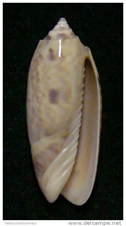 N°3294 // OLIVA MINIACEA  LAMBERTI   " Nelle-CALEDONIE " //  GEM : 30,6mm // ASSEZ RARE . - Seashells & Snail-shells