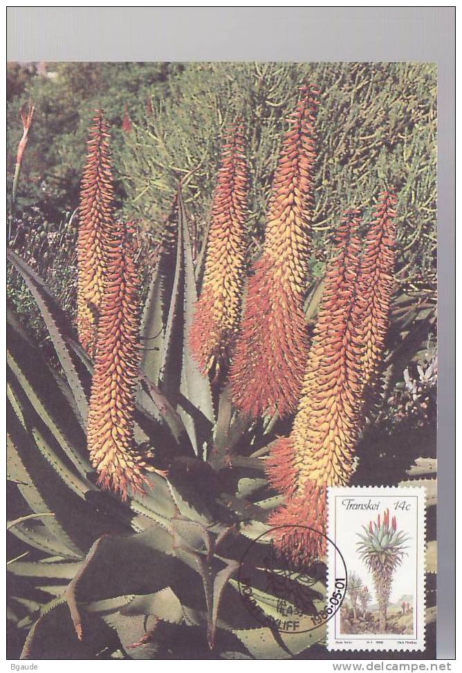 TRANSKEI  CARTE MAXIMUM NUM.YVERT 186 FLORE ALOES EN FLEUR - Transkei