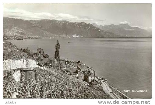 St.Saphorin - Lavaux    Ca. 1950 - Saint-Saphorin