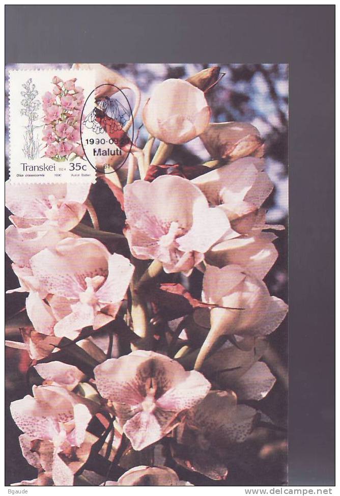 TRANSKEI  CARTE MAXIMUM NUM.YVERT 260  FLORE  FLEUR  INDIGENE - Transkei