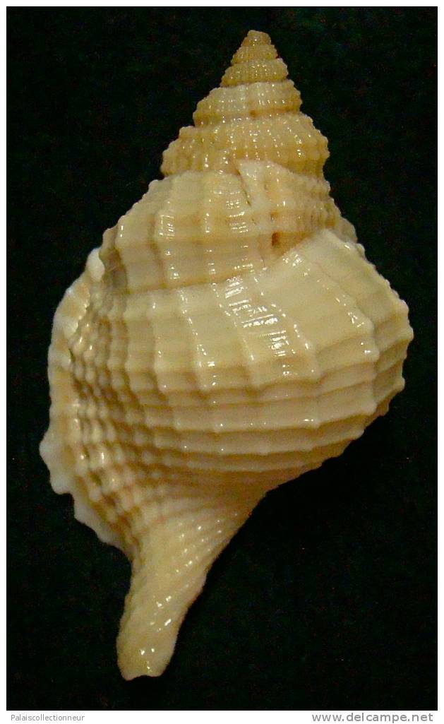 N°3354 //  DISTORSIO  RETICULARIS FRANCESAE  " Nelle-CALEDONIE " // F++/F+++ : 57,9mm //  RARE . - Seashells & Snail-shells