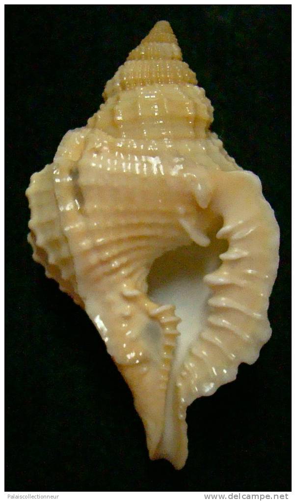 N°3354 //  DISTORSIO  RETICULARIS FRANCESAE  " Nelle-CALEDONIE " // F++/F+++ : 57,9mm //  RARE . - Seashells & Snail-shells