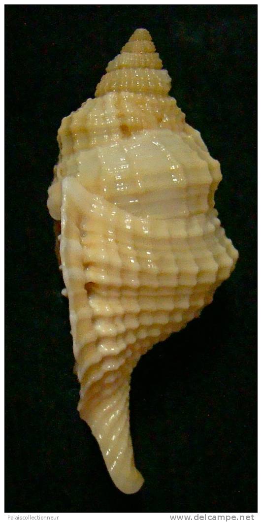 N°3354 //  DISTORSIO  RETICULARIS FRANCESAE  " Nelle-CALEDONIE " // F++/F+++ : 57,9mm //  RARE . - Seashells & Snail-shells