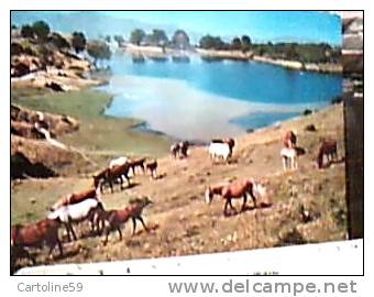 LAGO DEL VENTASSO APPENNINO REGGIANO  REGGIO E. CAVALLI HORSES N1965 CR14821 - Reggio Nell'Emilia