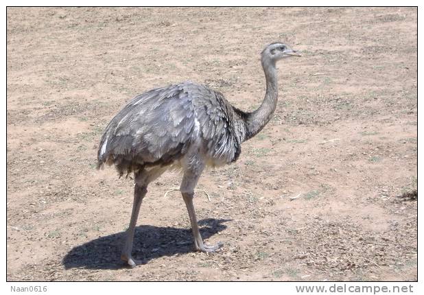 Rheiformes Ostriches   Bird  ,  Postal Stationery -Articles Postaux -Postsache F (A50-79) - Avestruces