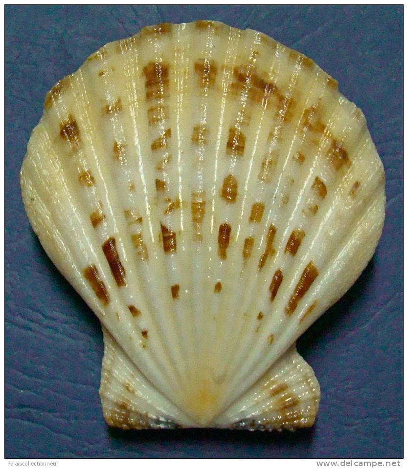 N°3374 //  COMPTOPALLIUM  RADULA  " Nelle-CALEDONIE " // F+++ : 74,1mm //  PEU COURANT . - Seashells & Snail-shells