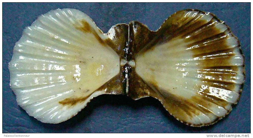 N°3385 //  SEMIPALLIUM  VEXILLUM  ZETEKI " Nelle-CALEDONIE " // F+++/GEM : 46,4mm // ASSEZ  RARE . - Seashells & Snail-shells