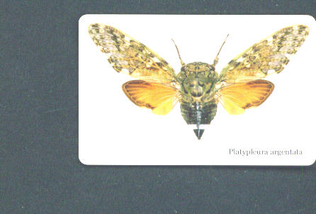 SOUTH AFRICA - Chip Phonecard/Cicada - Südafrika