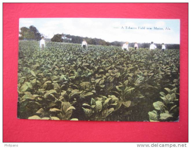 A Tobacco Field Near Marion Al  Circa 1907 - Otros & Sin Clasificación